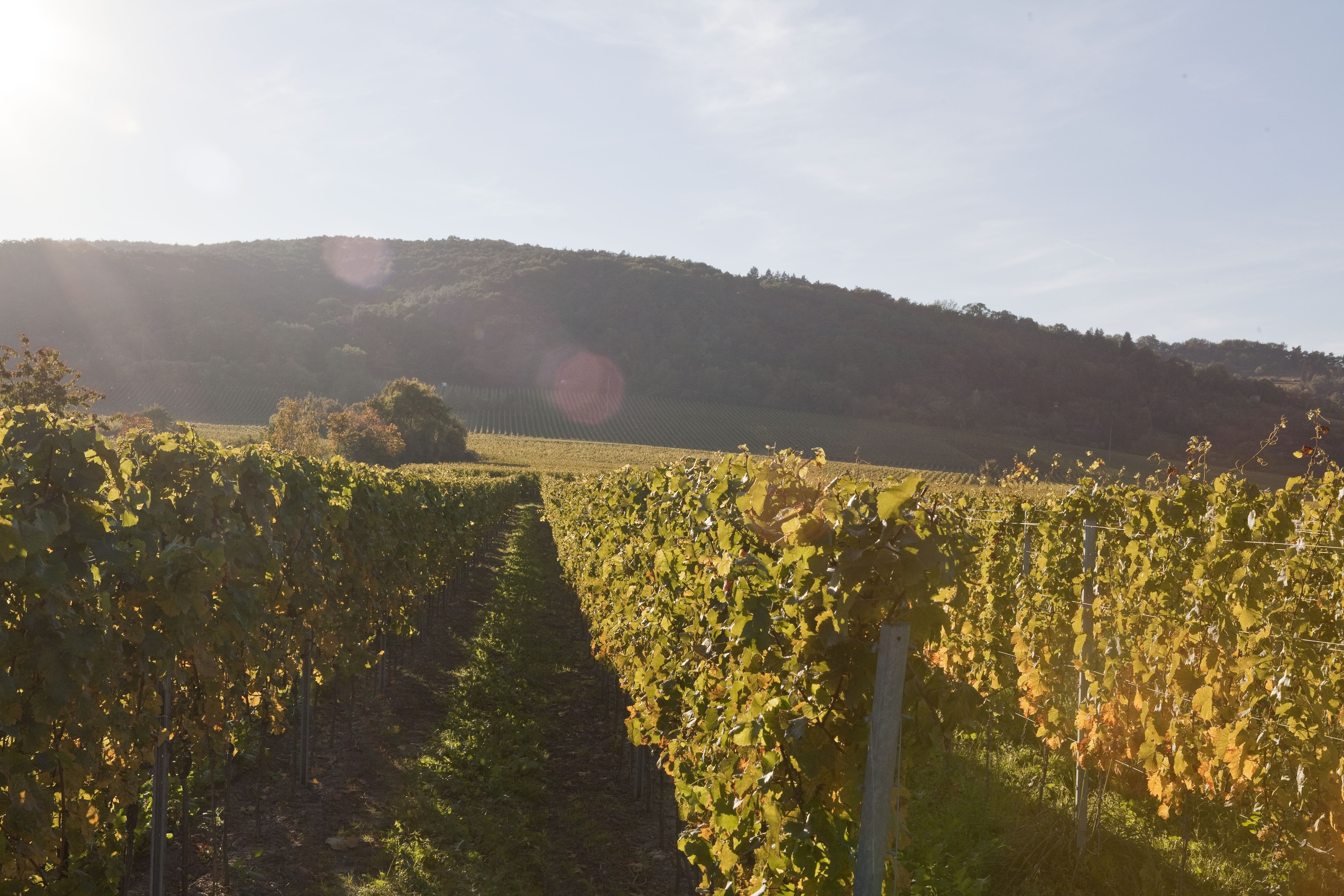 Bild der Lage Altenburg